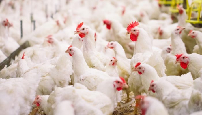 Kab Sumedang Masuk Daerah Surplus Produksi Ayam Potong