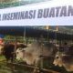 Kabupaten Sumedang Sukses Laksanakan Program Inseminasi Buatan