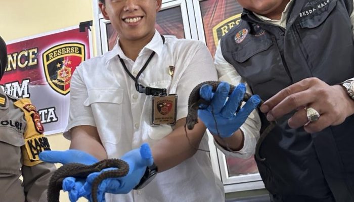 Puluhan Kadal Langka Jenis Monitor Gagal di Seludupkan Ke Pulau Jawa