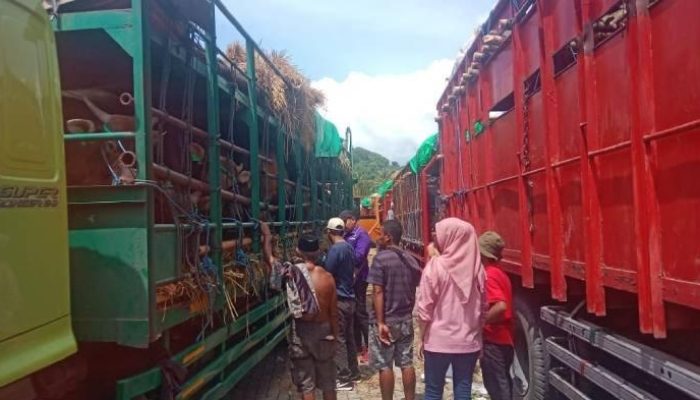 Disnakeswan Bima Soroti Minimnya Fasilitas Angkut Ternak